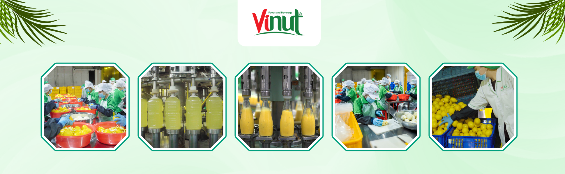 hạt é đóng chai, vinut, nước giải khát vinut, nước giải khát