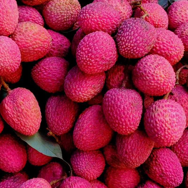 hạt é đóng chai, vinut, nước giải khát vinut, nước giải khát