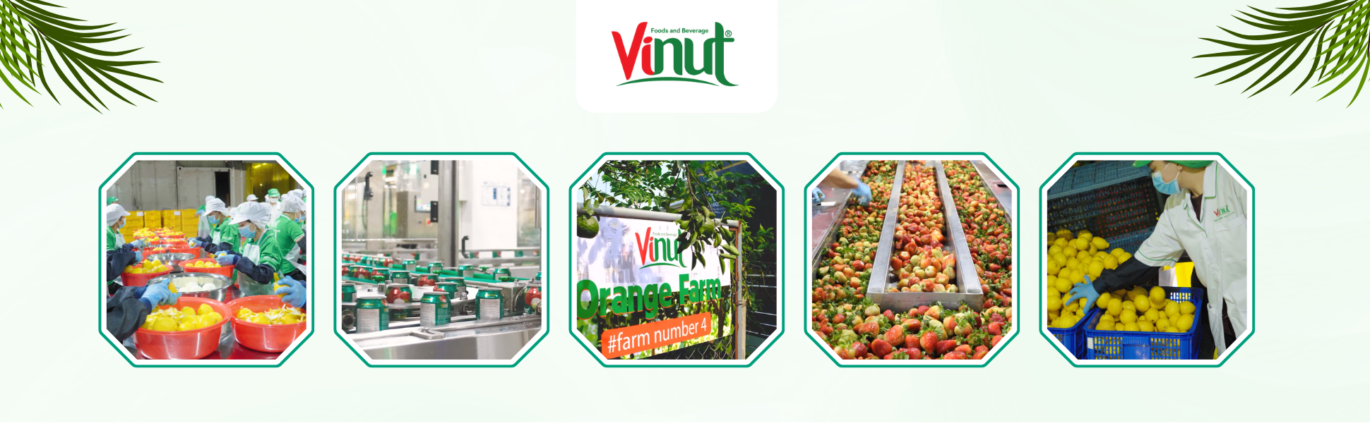 nước ép trái cây, nước ép, vinut