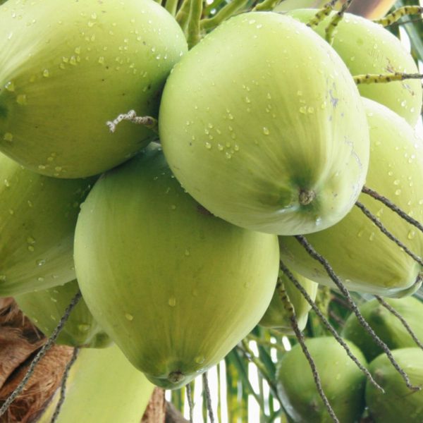 Trái cây Việt Nam Vinut dừa