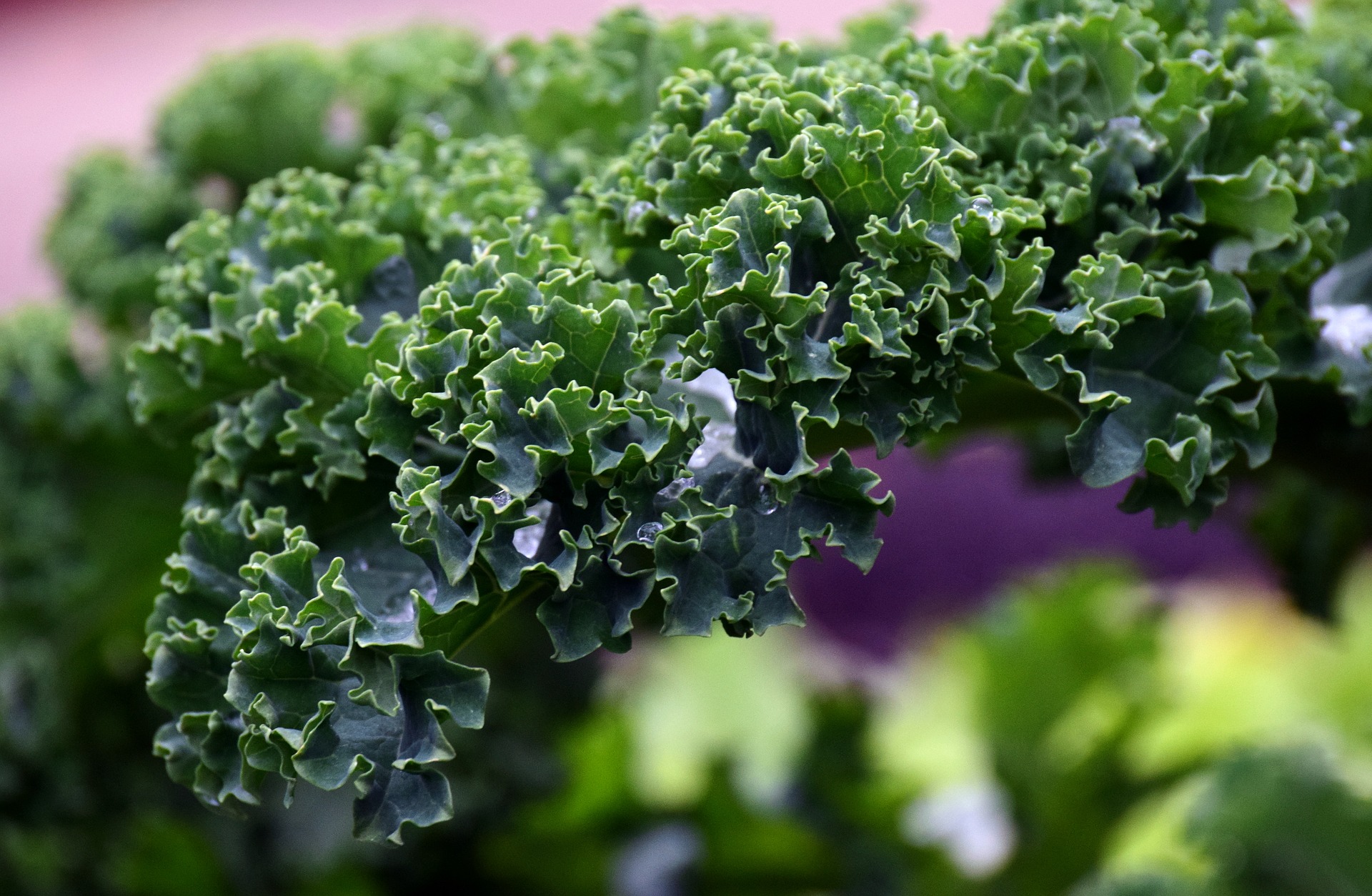 Tăng Cường Sức Khỏe với Nước Ép Cải Kale
