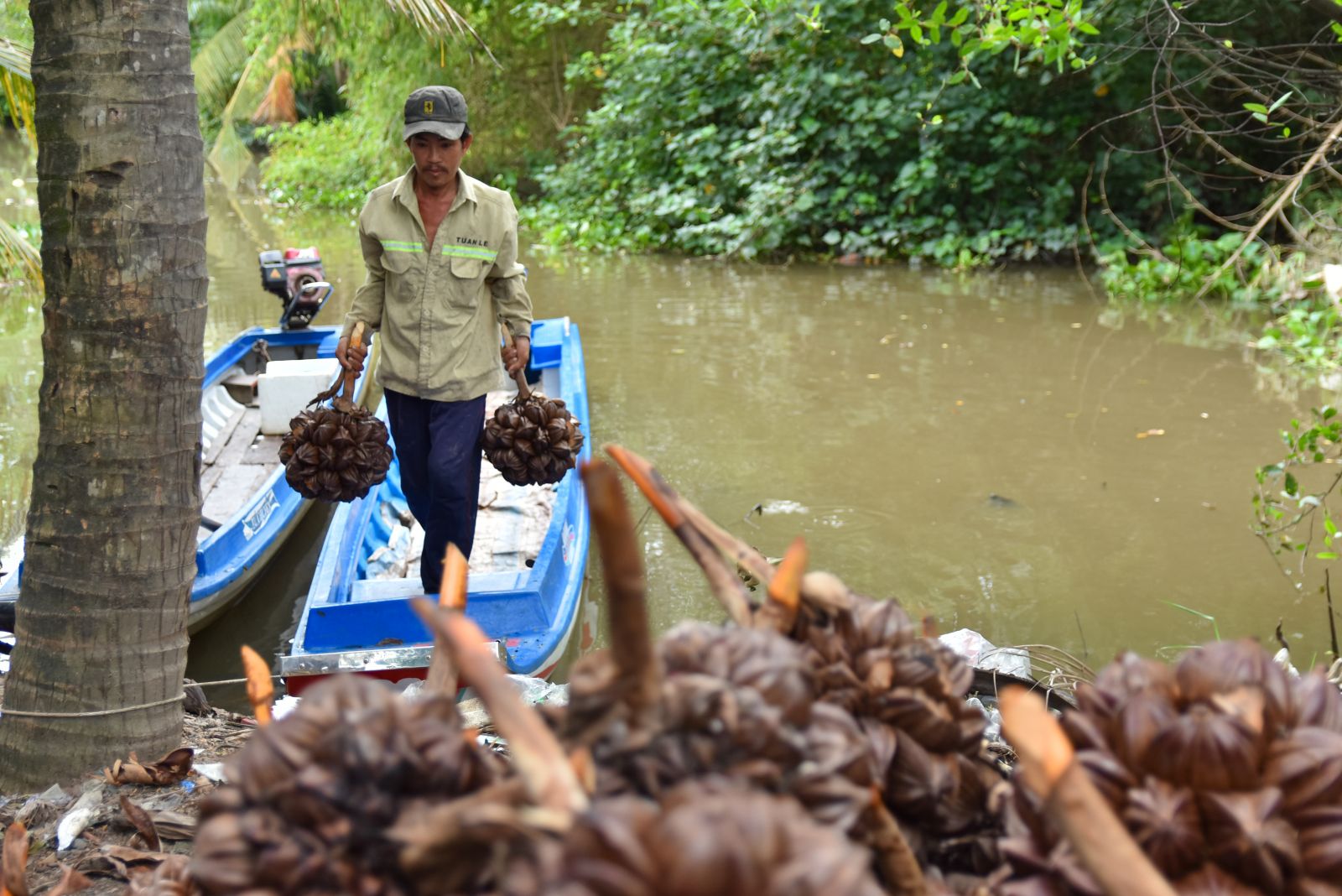 Cây dừa nước Nguồn khoáng chất thiên nhiên cho sức khỏe và vẻ đẹp
